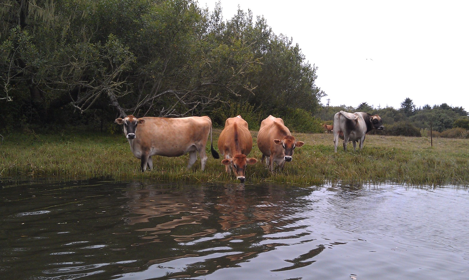 Cattle along Little River